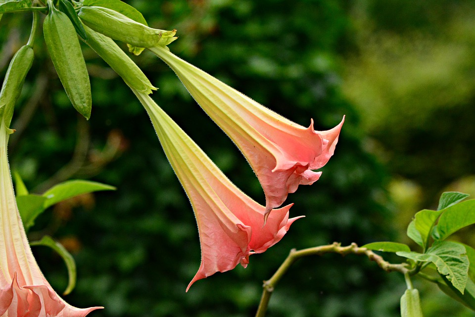 Angel's Trumpet Flower