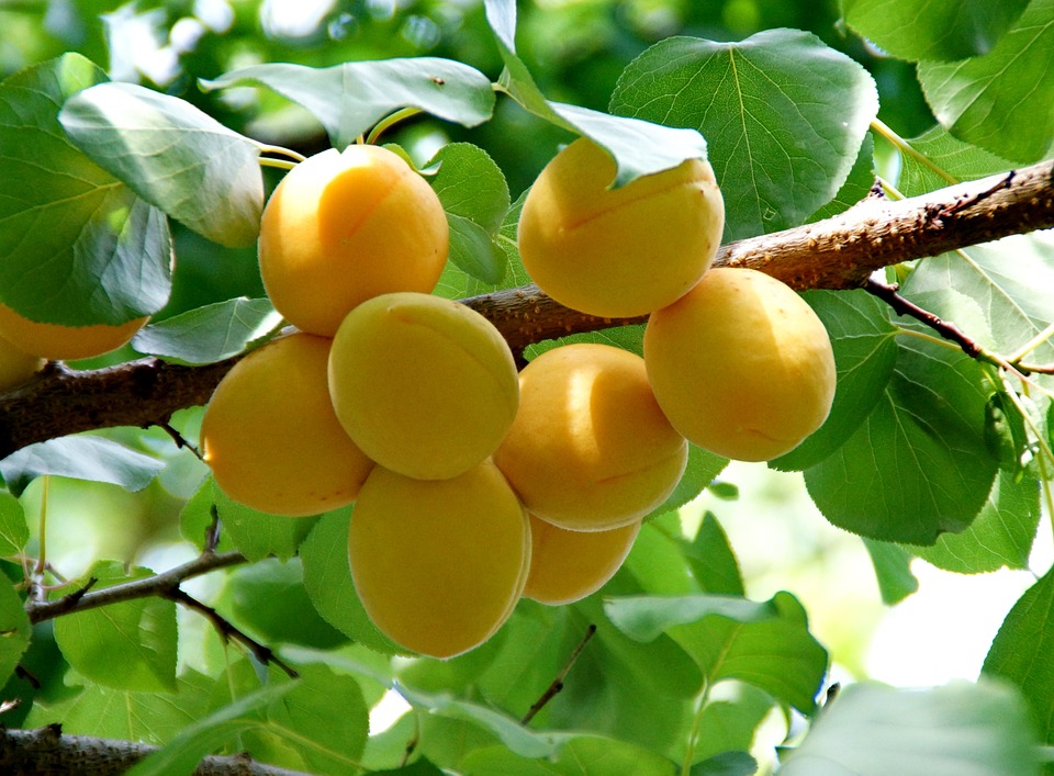 apricots in the tree