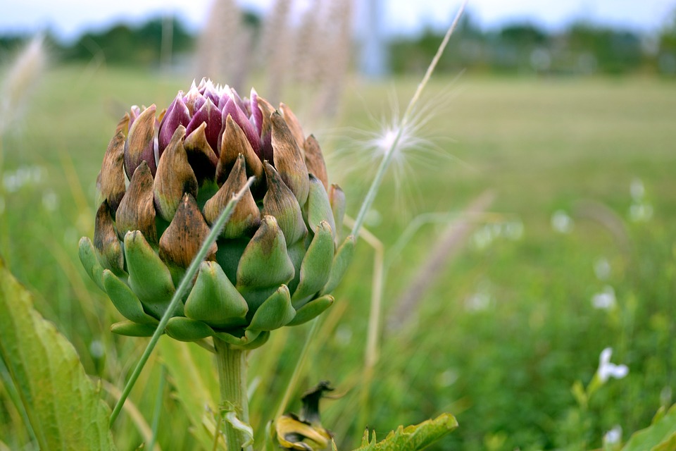 artichoke in the field