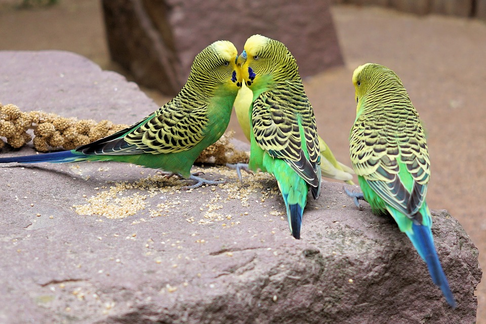 Budgies