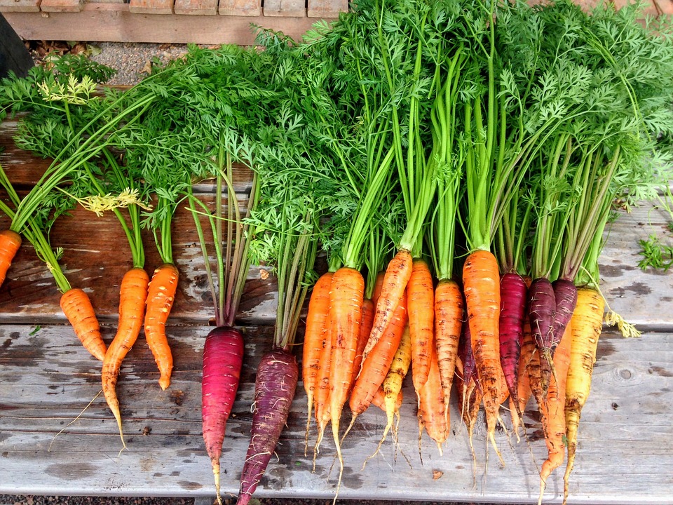 colorful carrots