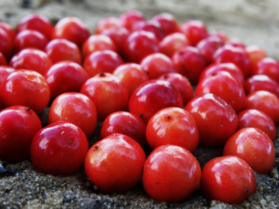 fresh cranberries