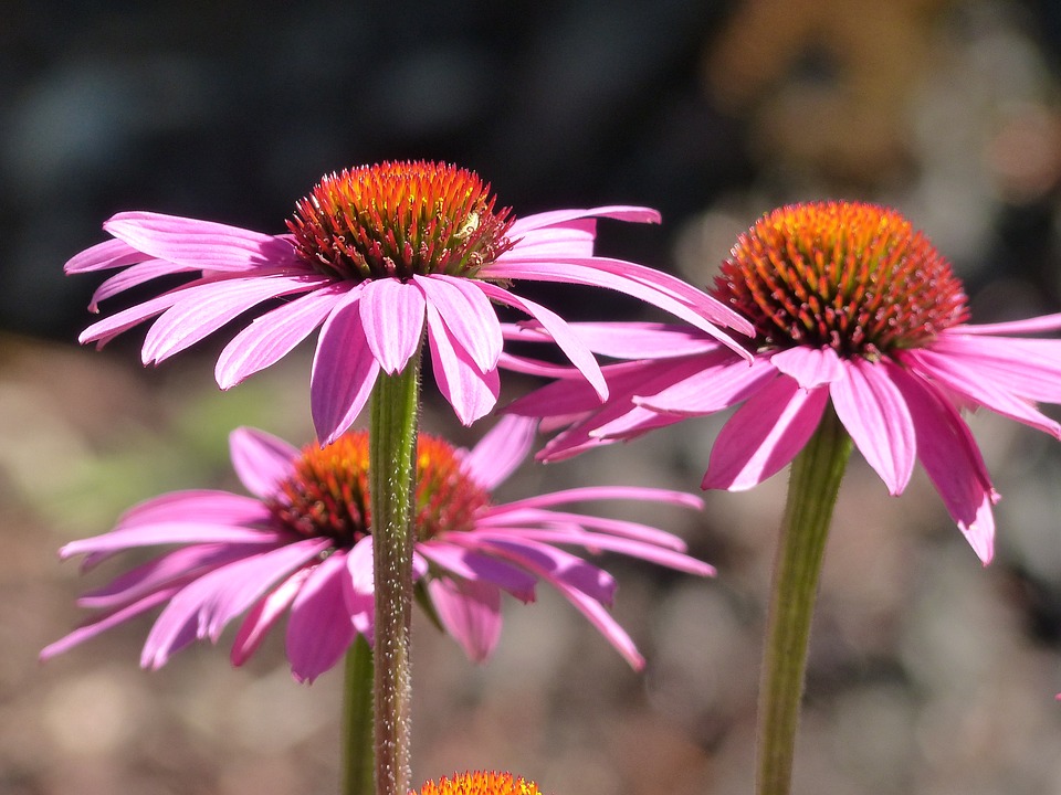 echinacea flowers