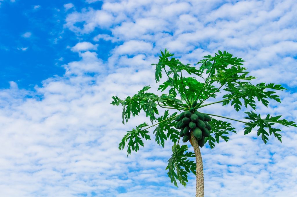 papaya tree