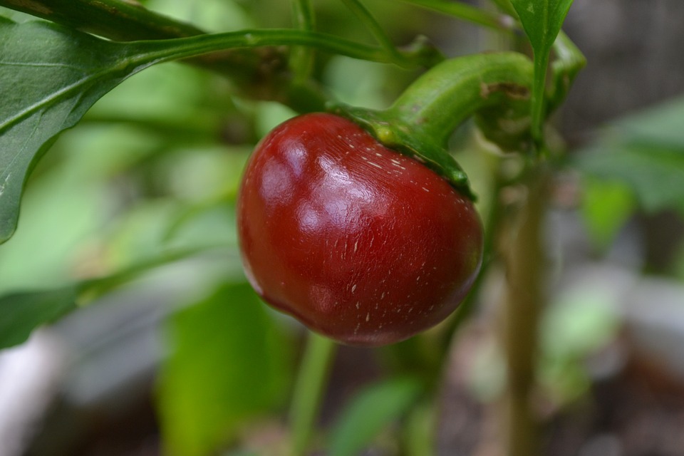 Hungarian Cherry Pepper