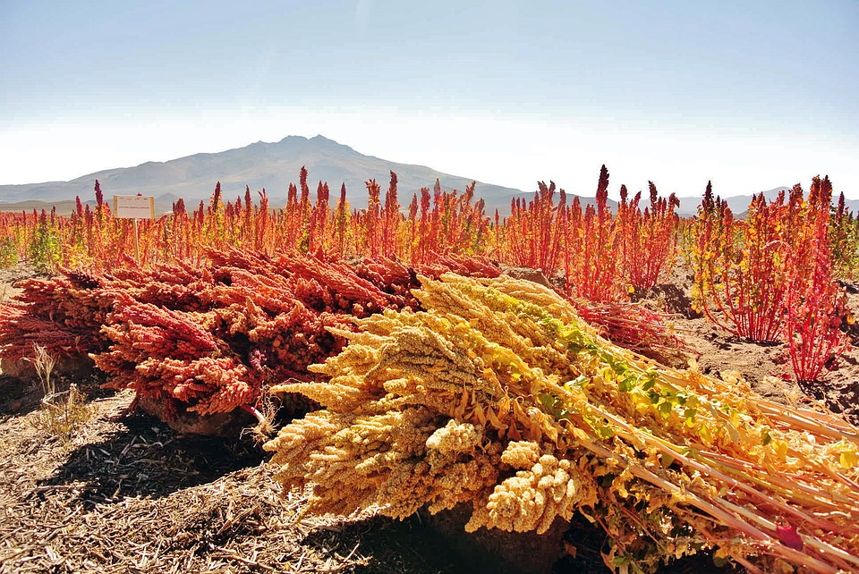 Quinoa Harvest in Peru