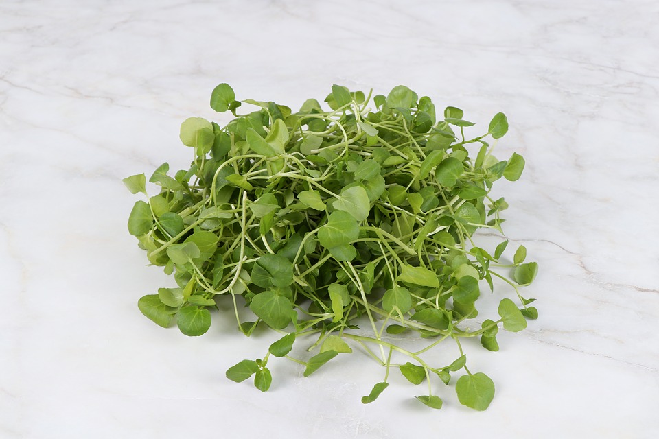 watercress